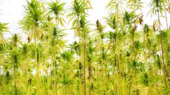 Die neue Bundesregierung will den Hanfanbau legalisieren. 