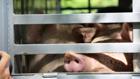 schweine schweine