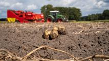 Kartoffelernte Nach der Kartoffelernte verbleibt feine Erde an der Oberfläche.