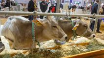 Kühe Die EuroTier in Hannover ist die Weltleitmesse für professionelle Tierhaltung und Livestock-Management.