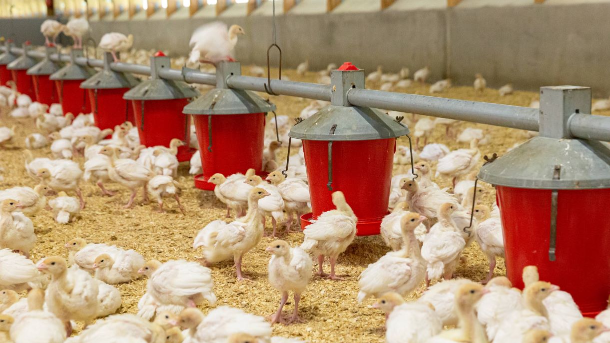 Weizenkleie: Mischfutterindustrie ist Zünglein an der Waage