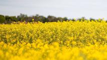 Raps Blüte Für kräftige Rapsbestände im Frühling ist im Herbst eine ausreichende Nährstoffversorgung erforderlich.