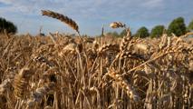 Sommerweizen In den nächsten Tagen wird es viele Sonnenstunden und nur vereinzelte Schauer geben.