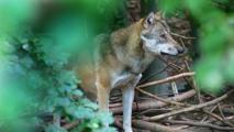 Wolf Bundesweit gibt es mittlerweile 161 Wolfsrudel.
